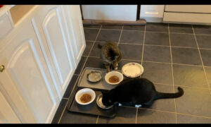 Baxter and Buddy, two cats, eating side by side at bowls on the floor of a kitchen.