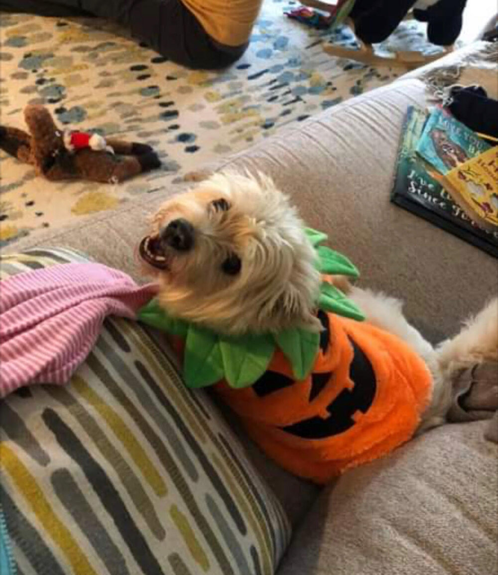 Jasper the dog wearing a pumpkin costume on a couch.