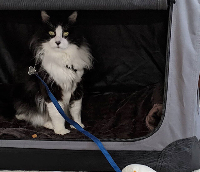 Tito, a black and white long haired cat, sitting in his carrier.