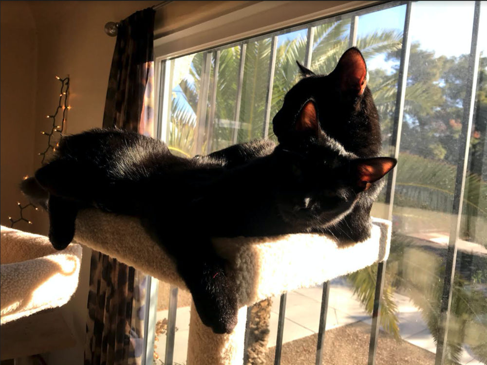 Two black cats snuggling together on top of a cat tree.
