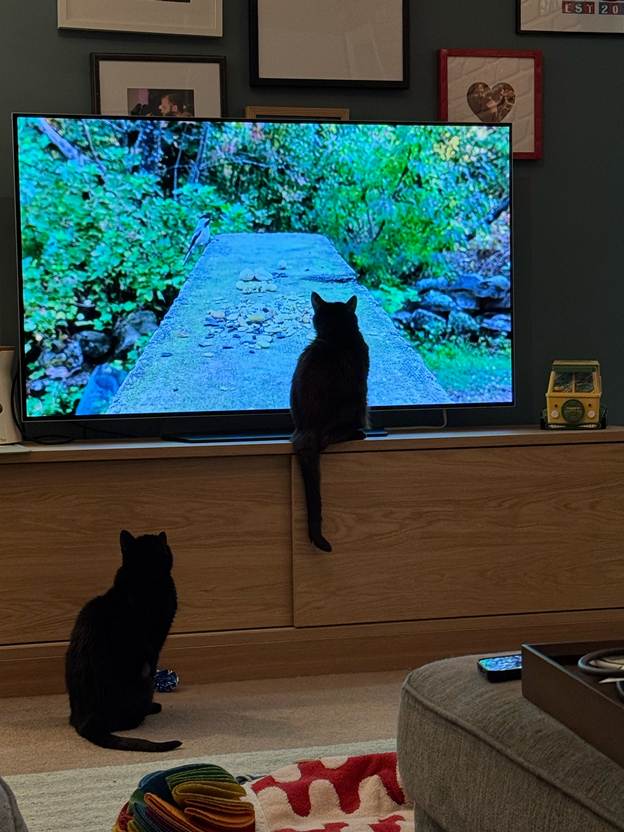Two cats watching Cat TV on a big screen TV.