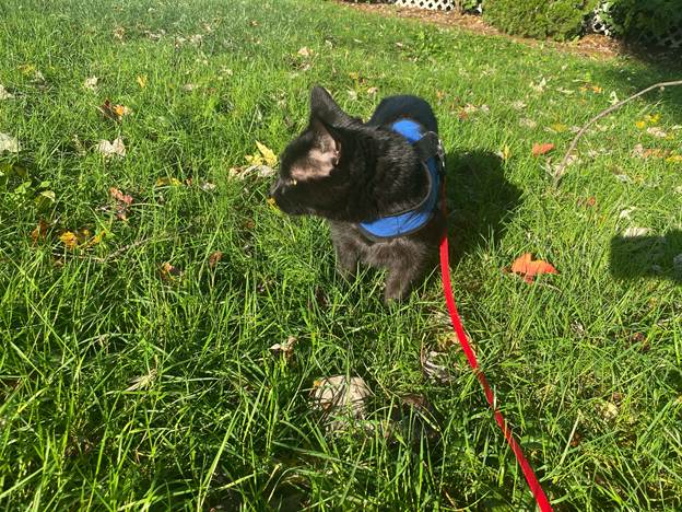 A cat being walked on a grass using a harness and leash.