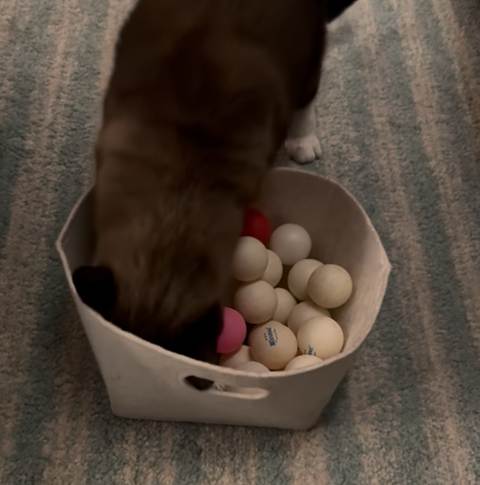 A top view of a cat digging its head into a basket of balls.