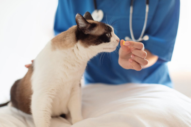 A veterinarian showing a cat a pill.