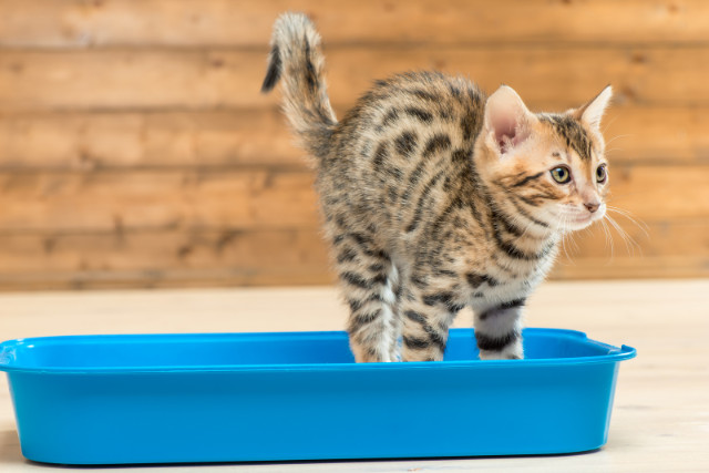 A tabby kitten in a litterbox.