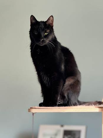 A black cat sitting and looking at the camera.