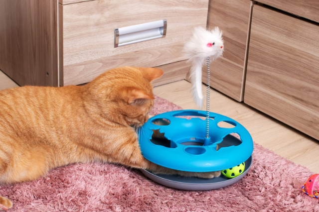 An orange cat playing with a cat toy.